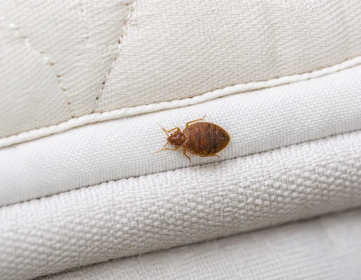 Bed Bugs (placeholder image)
