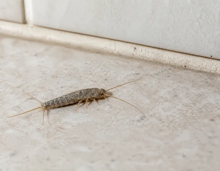 General Insect Control (placeholder image)