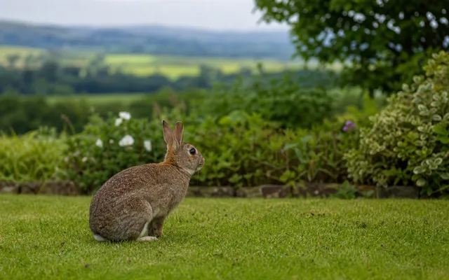 Rabbits (placeholder image)